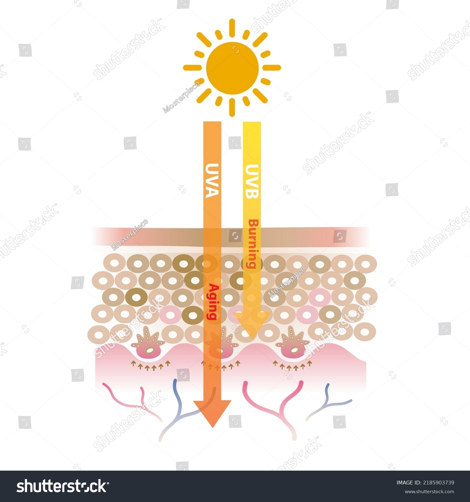 Infographic Uva Uvb Radiation Penetrate Into Stock Vector (Royalty Free ...