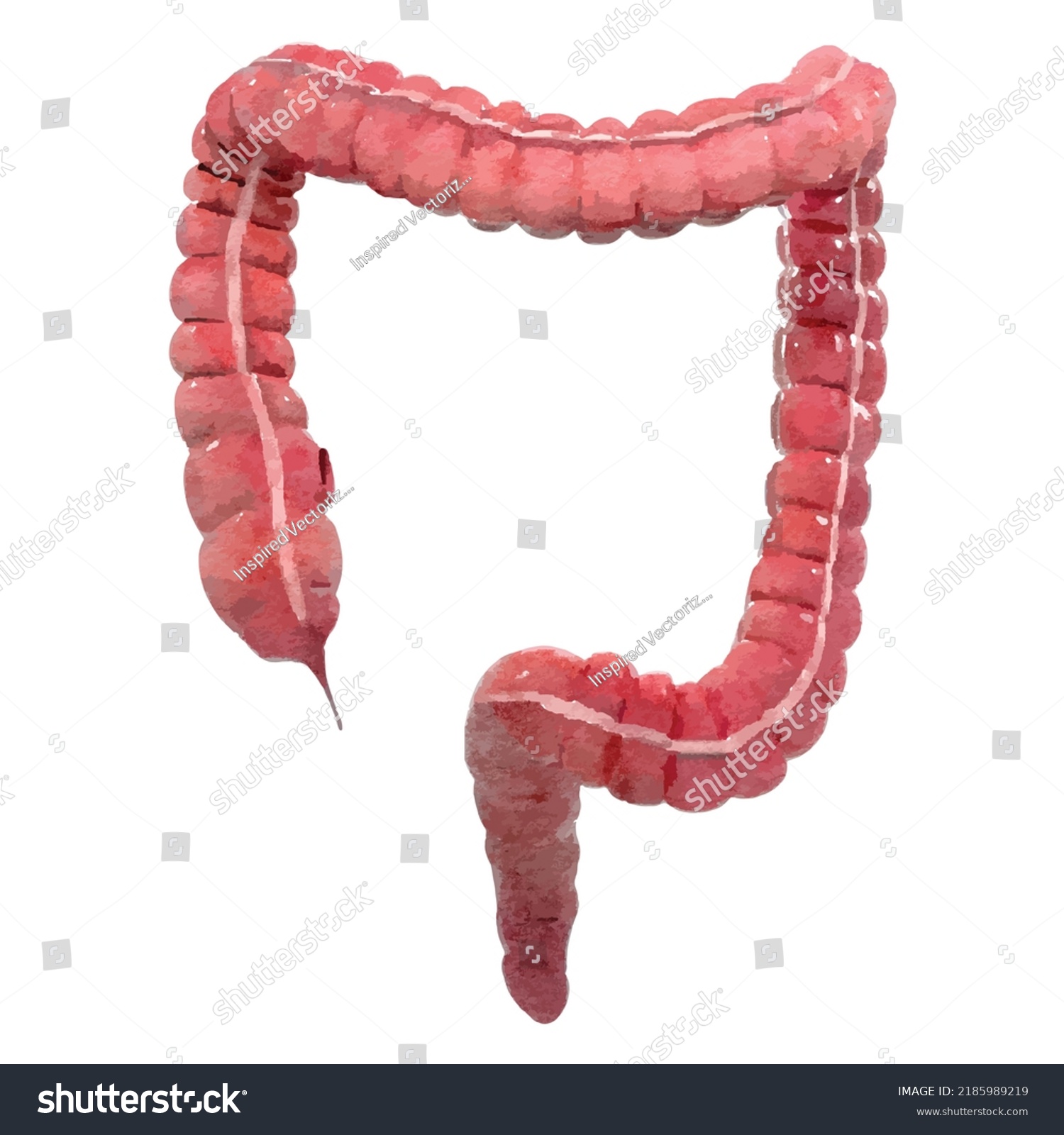 Intestines On White Background Realistic Human Stock Vector (Royalty ...