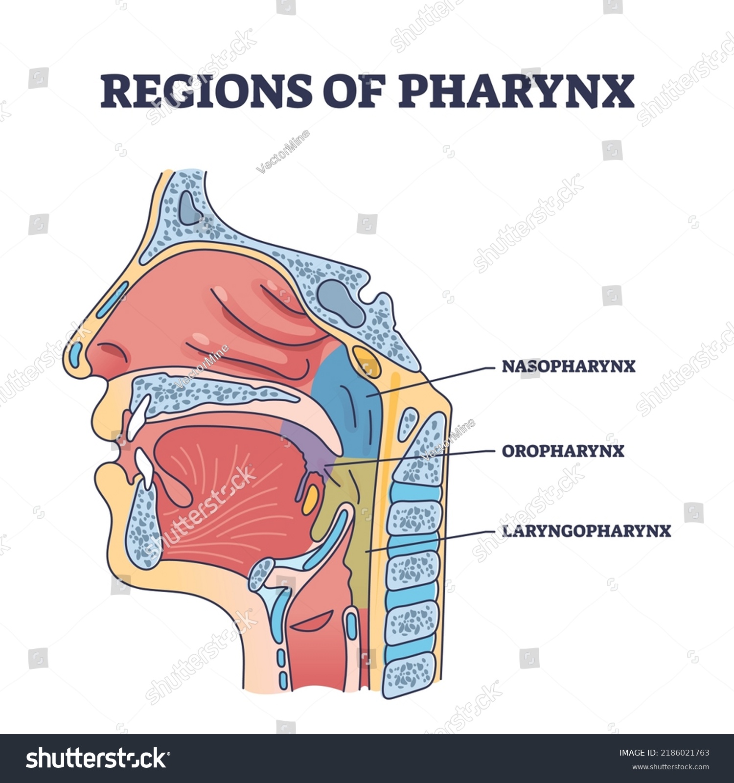 Regions Pharynx Throat Parts Division Cavity Stock Vector (Royalty Free