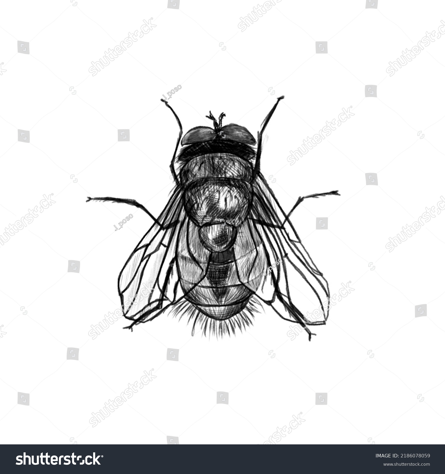 Fly Sketch Black White Stock Illustration 2186078059 | Shutterstock