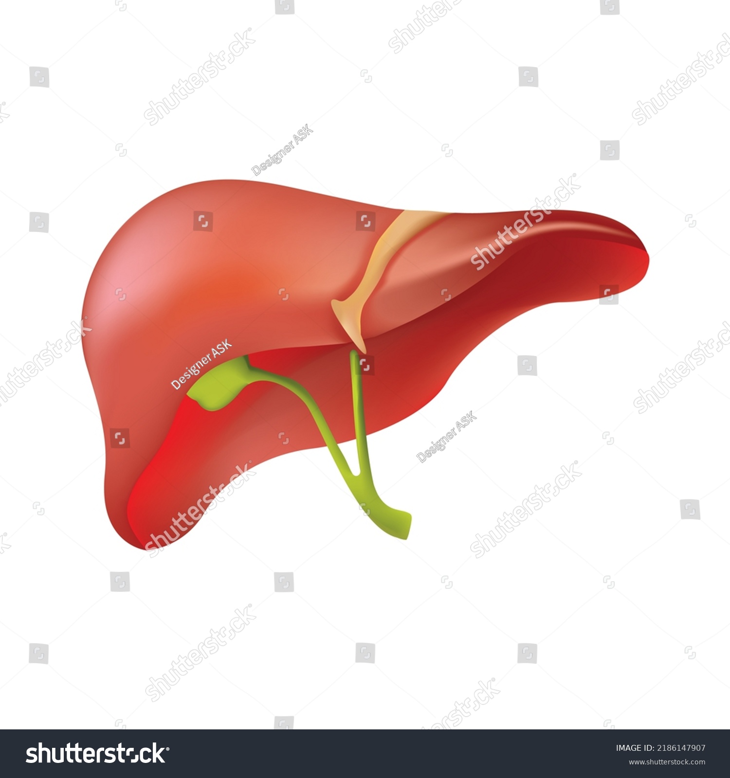 Human Liver Medical Structure Realistic Liver Stock Vector (Royalty ...