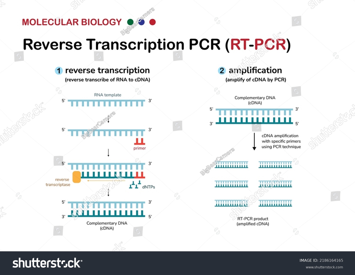 Molecular Biology Diagram Explain Concept Process Stock Vector Royalty