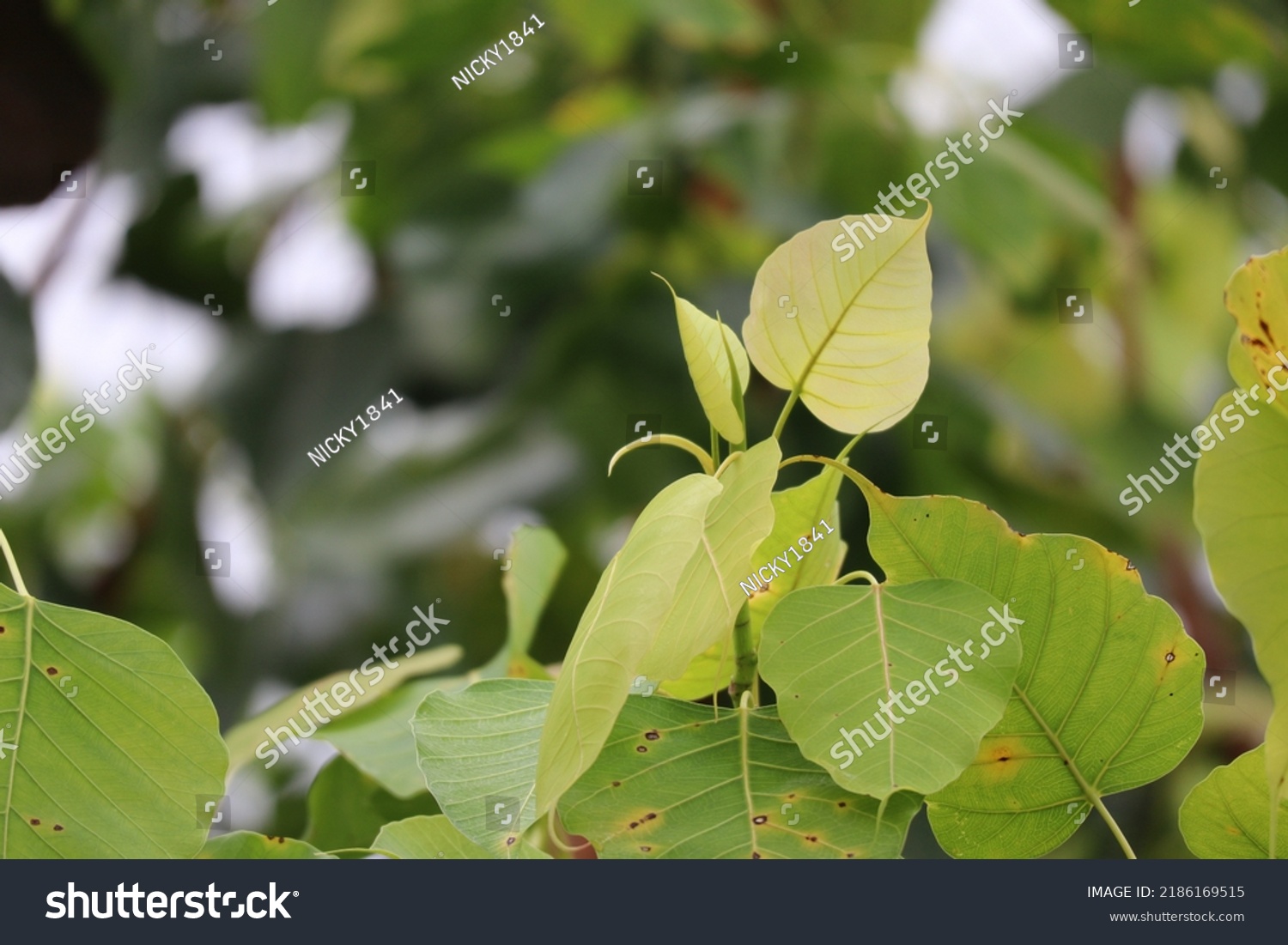 Pho Tree Worshiped Brahmanism Hindu Stock Photo 2186169515 | Shutterstock