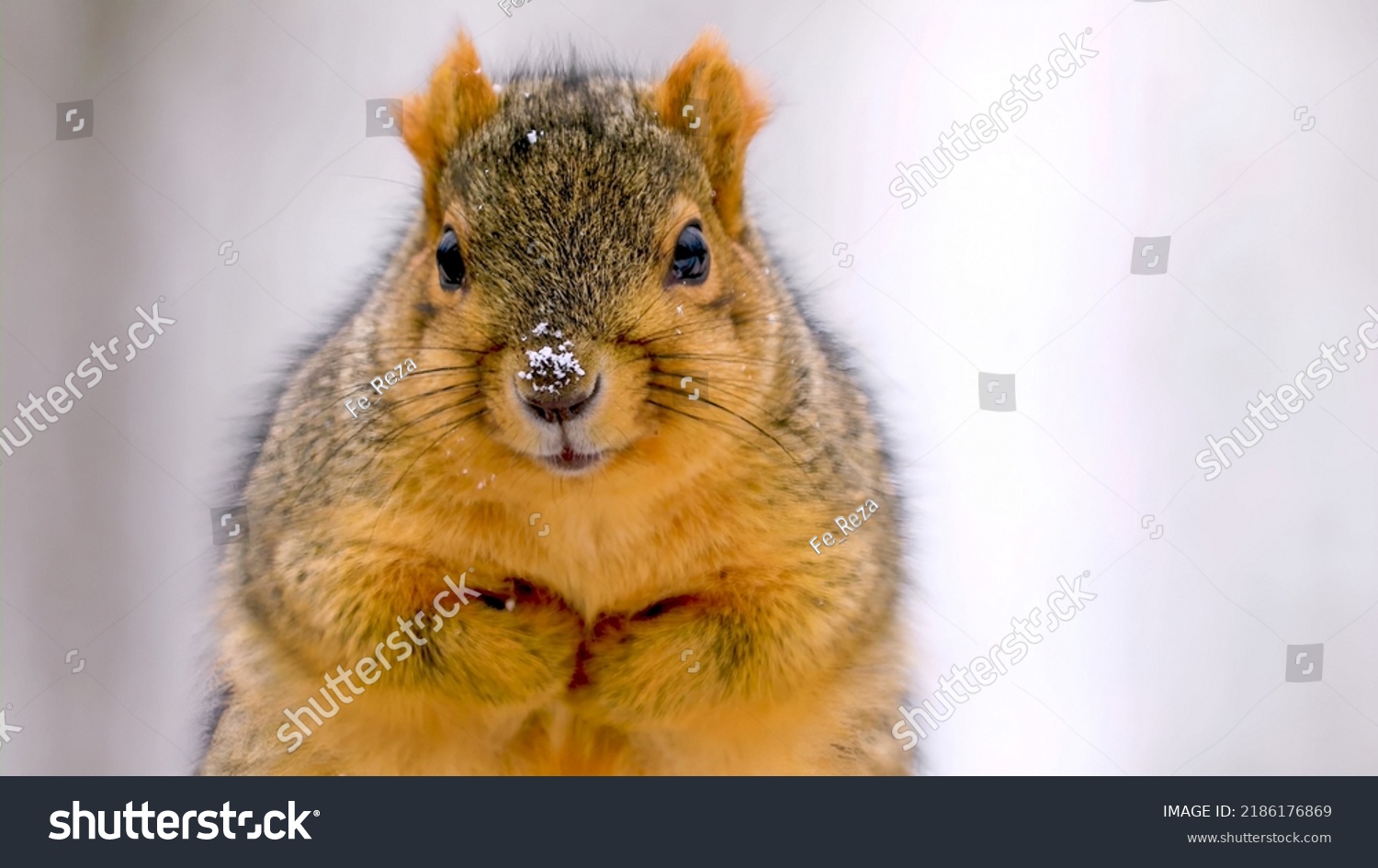 Fox Squirrels One Few Types Squirrels Stock Photo 2186176869 | Shutterstock