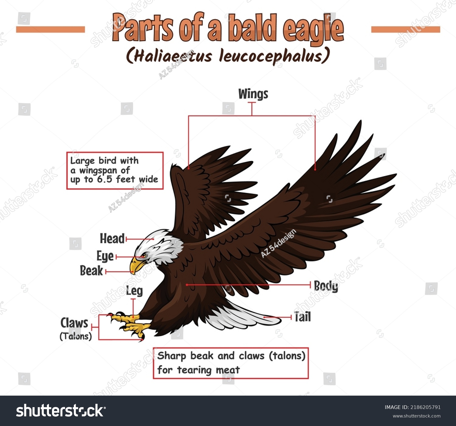 Parts Bald Eagle Illustration Vector File Stock Vector (Royalty Free ...