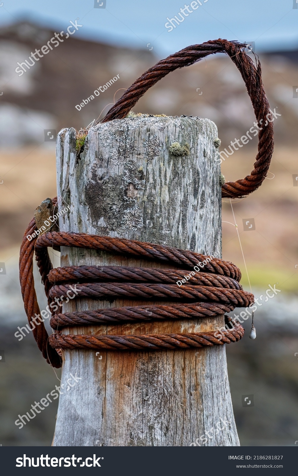 565 Anchor moss Images, Stock Photos & Vectors | Shutterstock