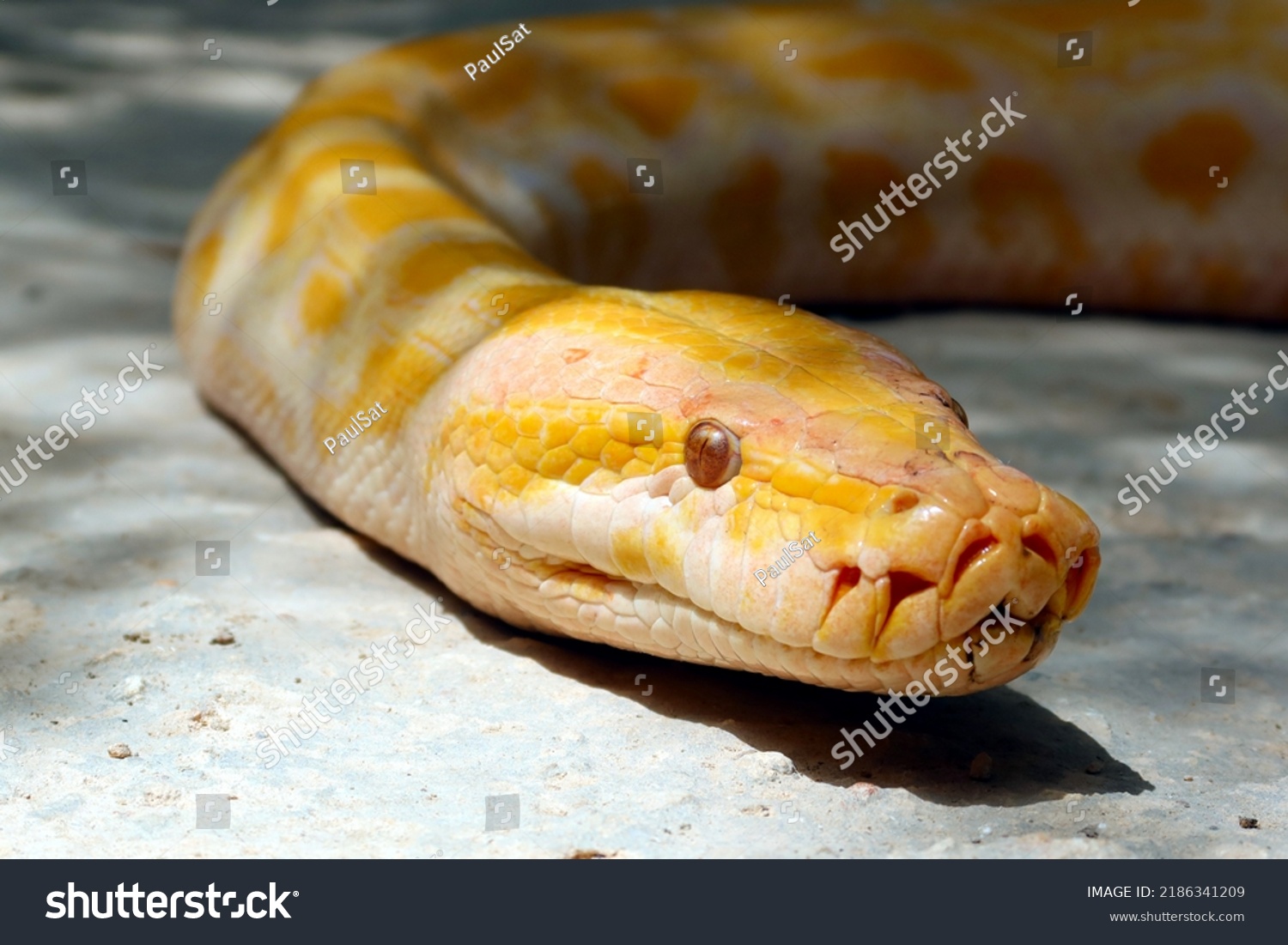 Burmese Python Python Bivittatus Albino Burmese Stock Photo 2186341209 ...