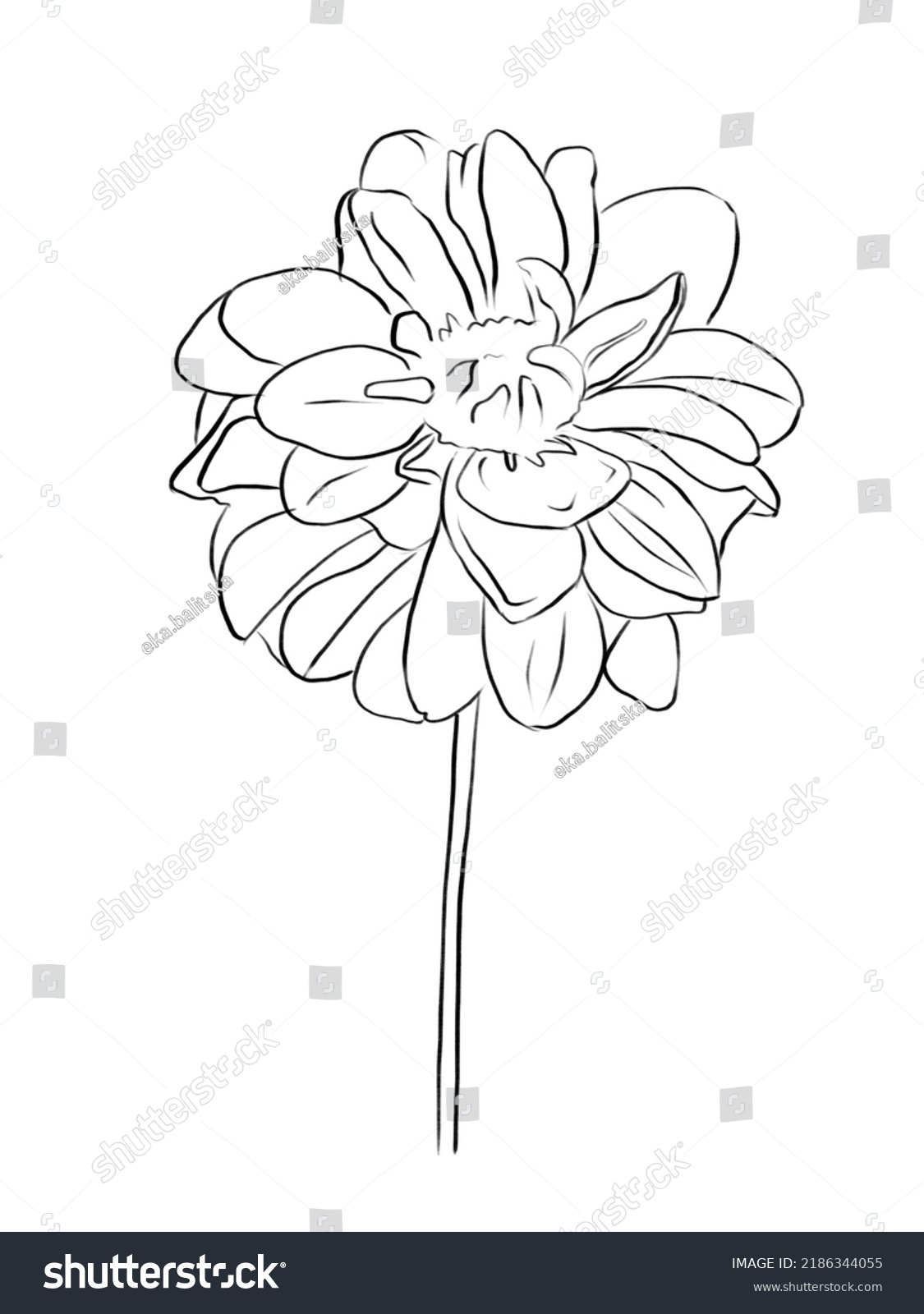 Dahlia Flower Drawn Black Outline On Stock Illustration 2186344055 ...