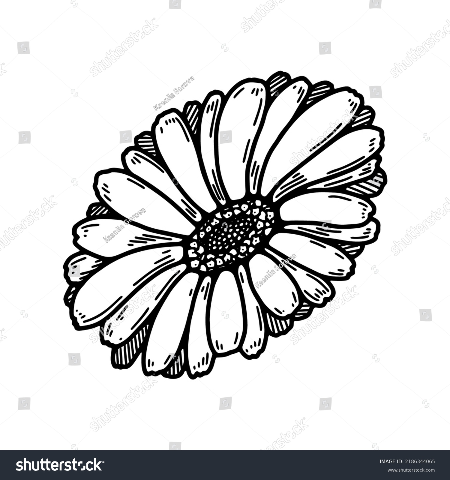 Hand Drawn Calendula Flower Realistic Detailed Stock Vector (Royalty ...