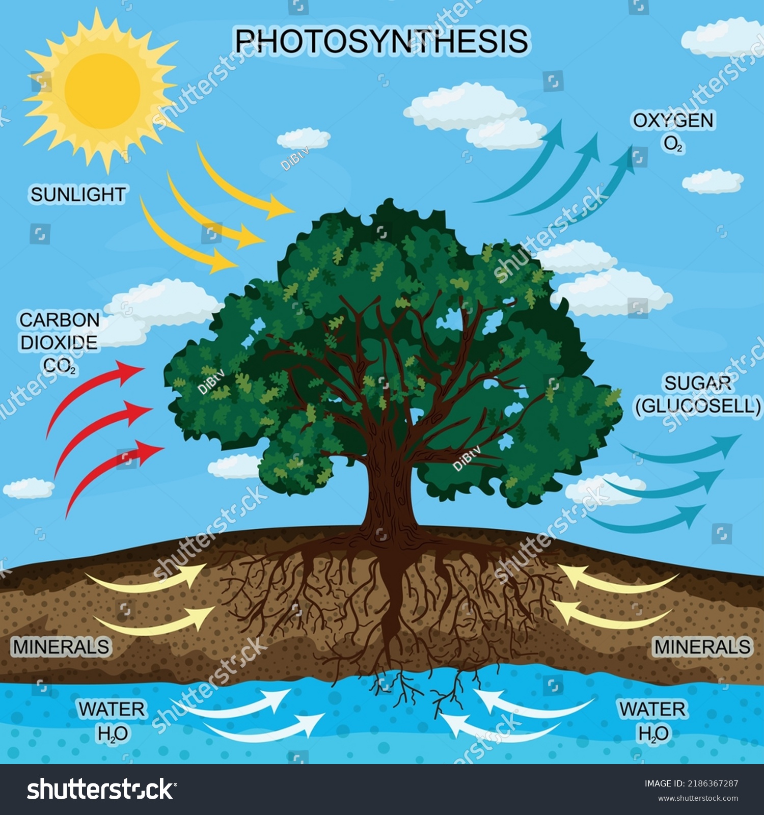 Process Photosynthesis Colored Vector Illustration Stock Vector ...