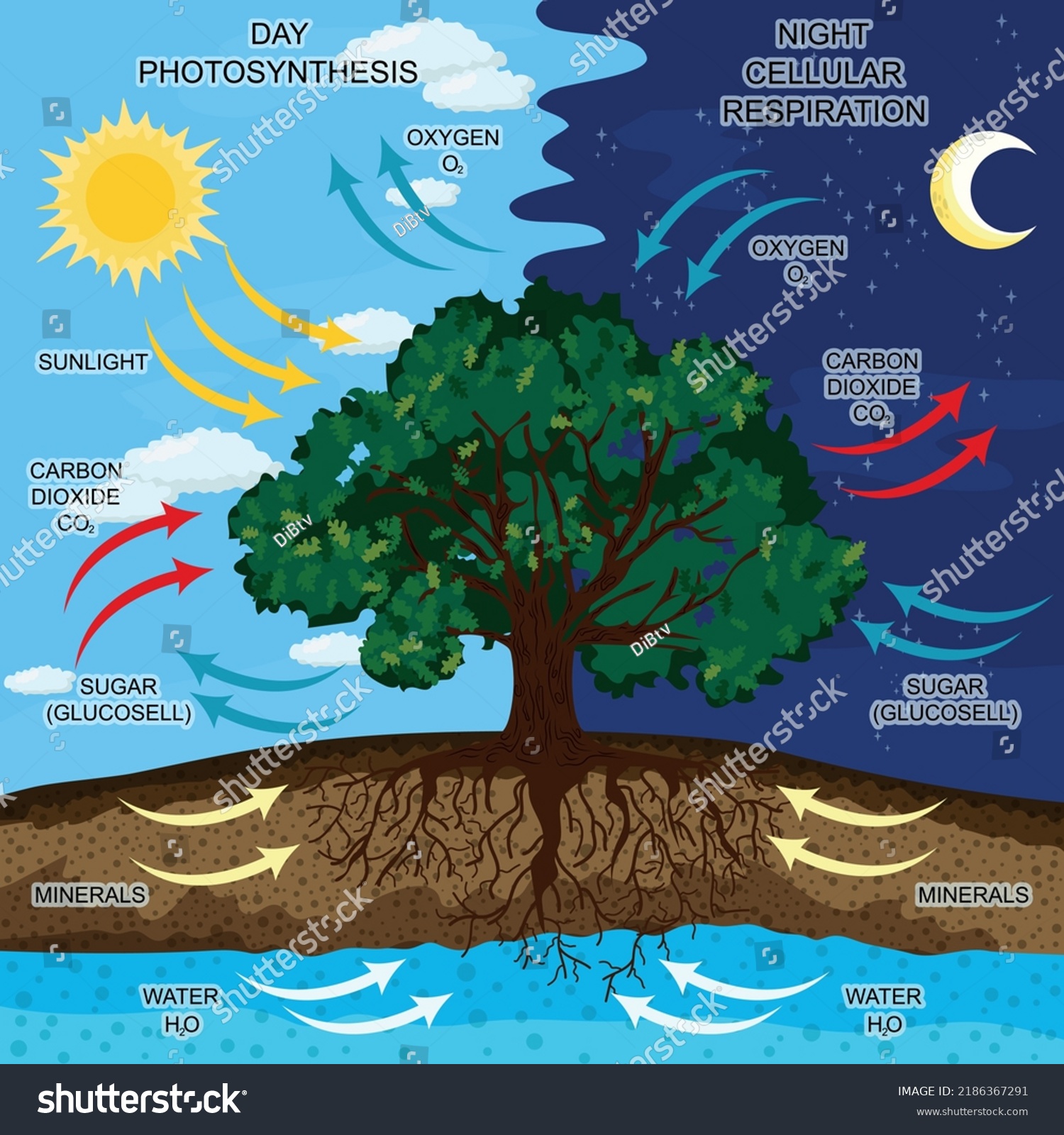 Processes Photosynthesis Cellular Respiration Colored Vector Stock ...