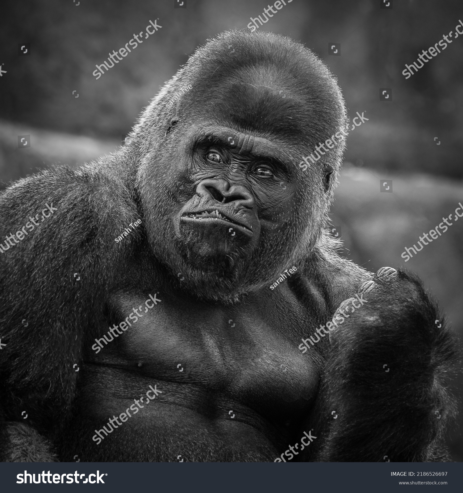 Captive Gorilla His Fist They Largest Stock Photo 2186526697 | Shutterstock