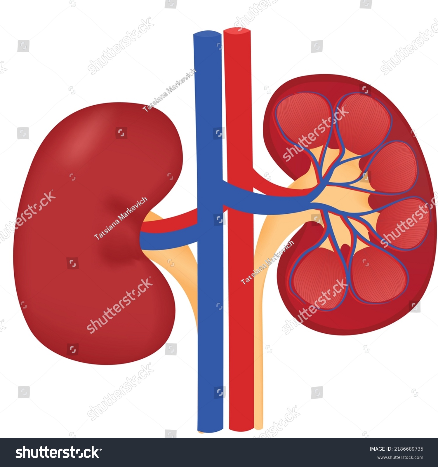 Anatomy Kidney Without Pointers Vector Illustration Stock Vector ...