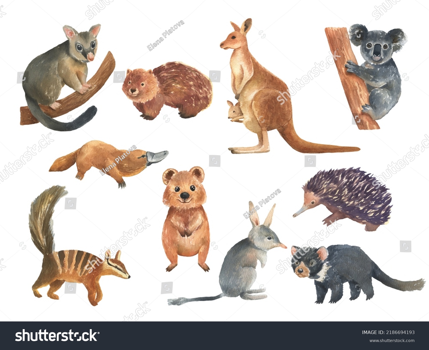 Set Australian Animals Watercolor Illustration Isolated Stock Illustration 2186694193 Shutterstock Set Australian Animals Watercolor Illustration Isolated Stock Illustration 2186694193 Shutterstock