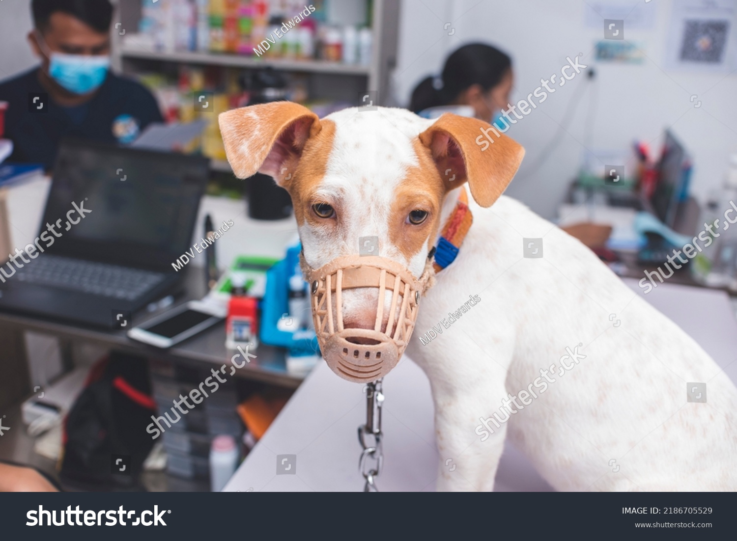 Nervous Muzzled Puppy Anxiously Looks Around Stock Photo 2186705529