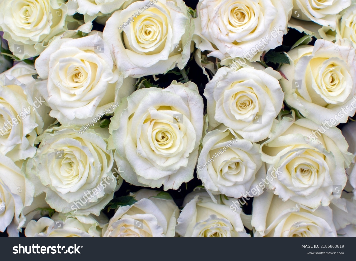 Many White Roses Bouquet Top View Stock Photo 2186860819 | Shutterstock