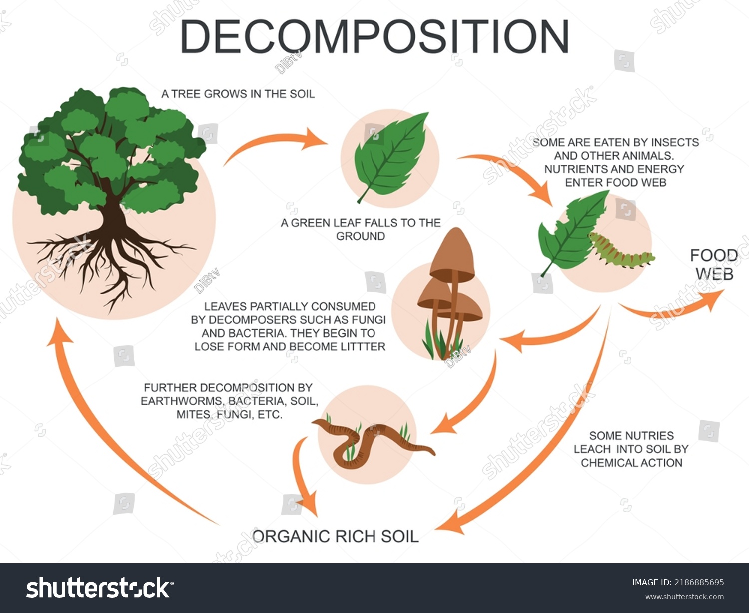 Process Decomposition Nature Colored Vector Illustration Stock Vector Process Decomposition Nature Colored Vector Illustration Stock Vector