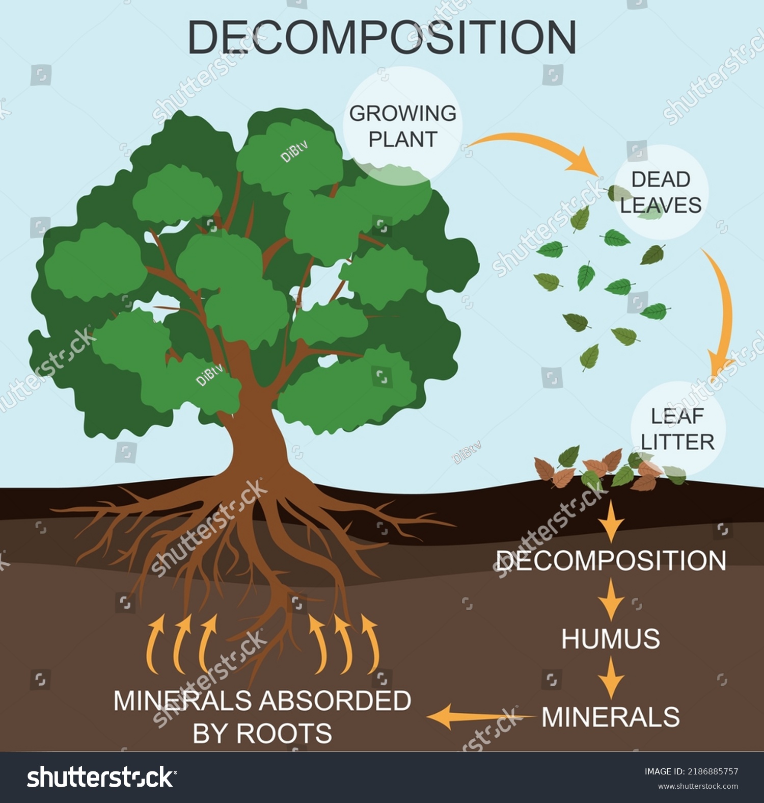 Process Decomposition Nature Colored Vector Illustration Stock Vector Royalty Free 2186885757