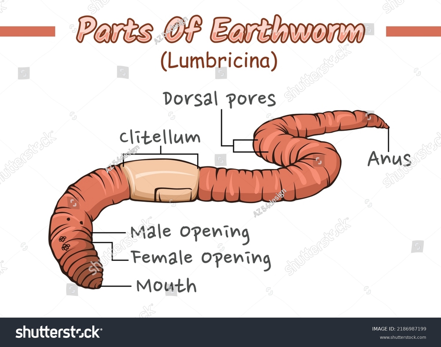 Parts Earthworm Illustration Vector File Ready Stock Vector (Royalty ...