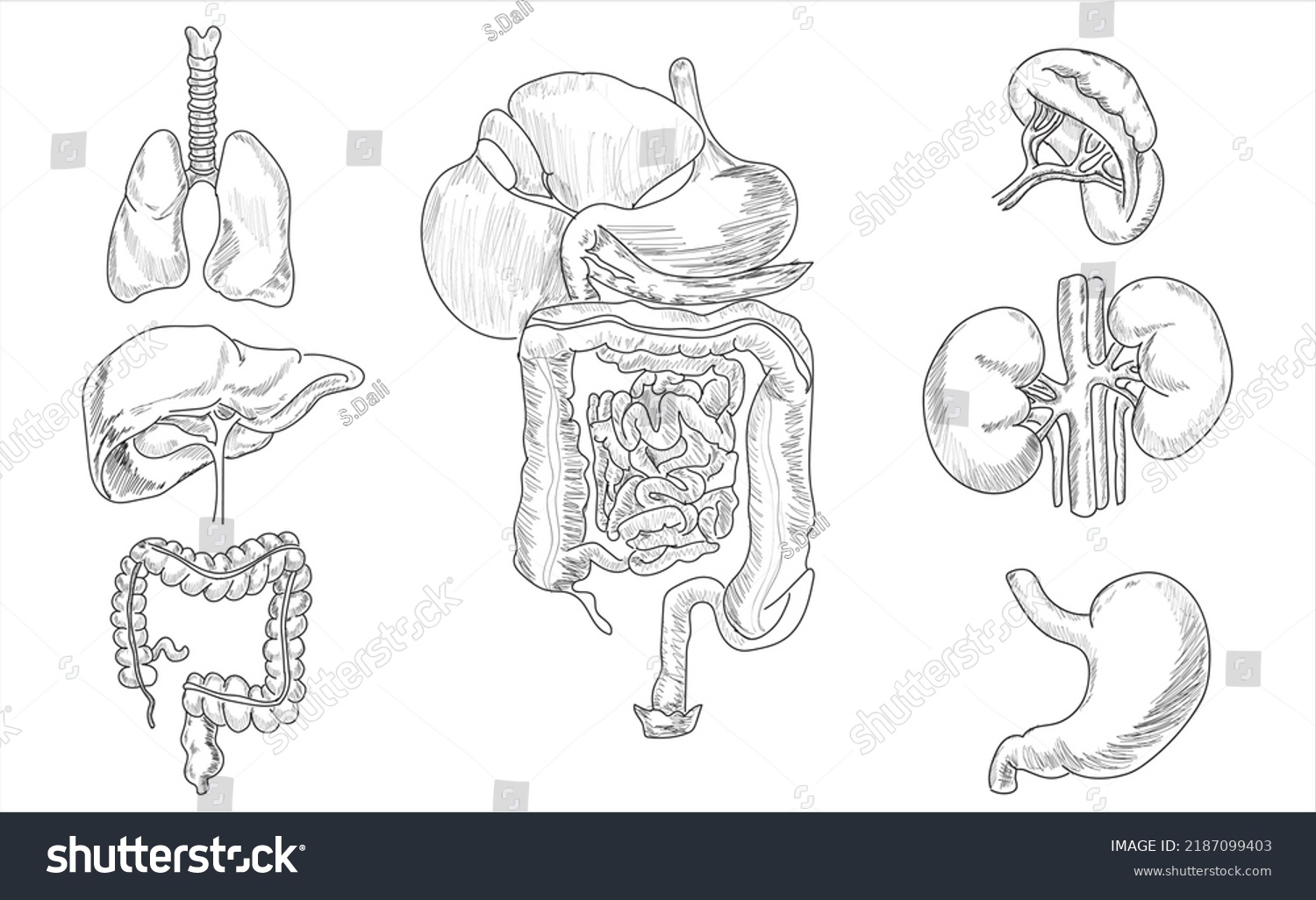 Human Brain Heart Kidney Stomach Drawings Stock Vector (Royalty Free ...