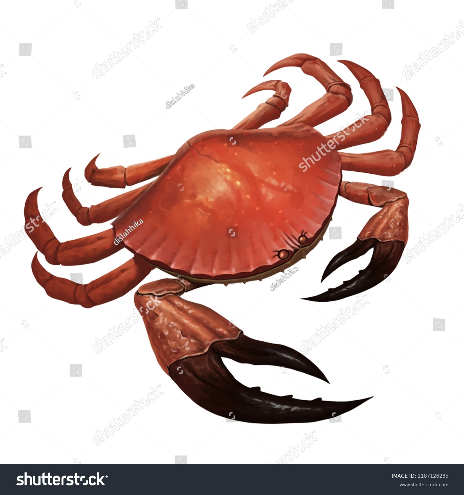 Tasmanian Giant Red Crab Illustration Stock Illustration 2187126285 ...