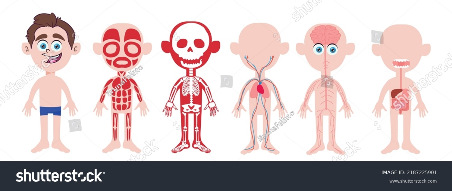 My Body Educational Anatomy Body Organ Stock Vector (Royalty Free ...