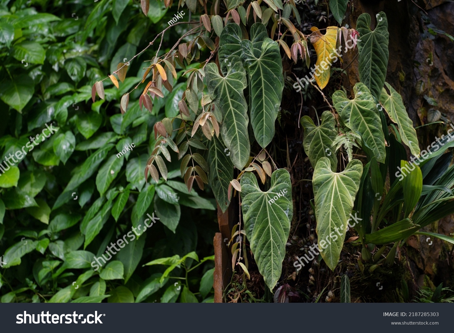 Anthurium Metallicum Growing Rain Forest Anthurium Stock Photo ...