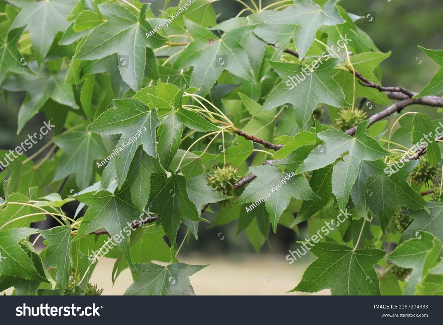 Branches American Sweetgum Liquidambar Styraciflua Tree Stock Photo