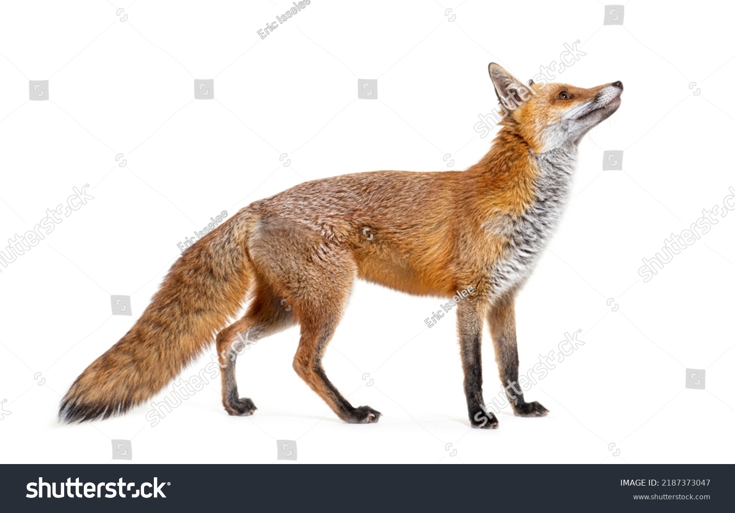 Side View Red Fox Looking Two Stock Photo 2187373047 | Shutterstock