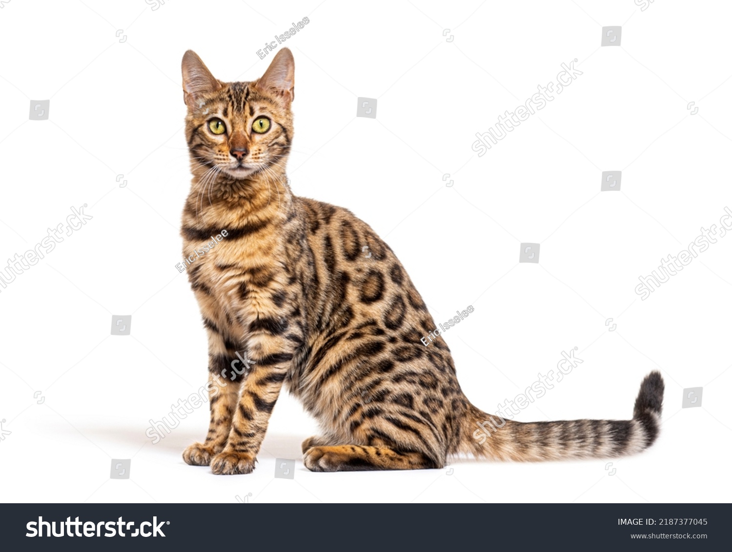 Side View Bengal Cat Sitting Looking Stock Photo 2187377045 | Shutterstock