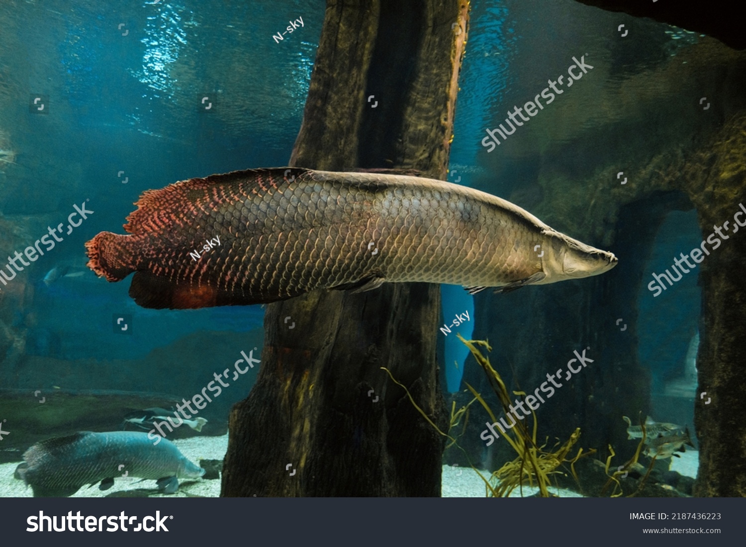 Arapaima Big Fish Swims Water Pirarucu Stock Photo 2187436223 ...