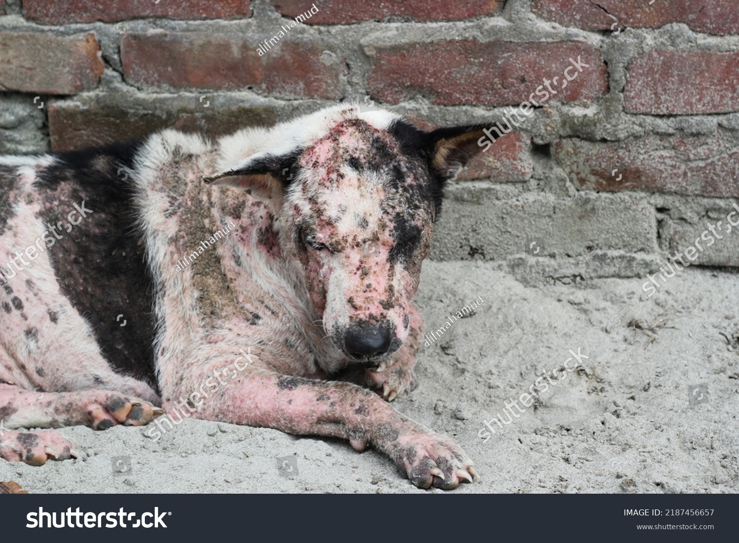 Dog Leprosy Skin Disease Dog Skin Stock Photo 2187456657 Shutterstock