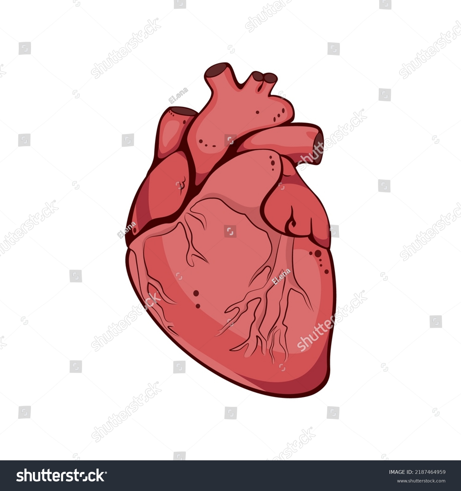 Human Heart Heart Venous System Anatomy Stock Vector (Royalty Free ...