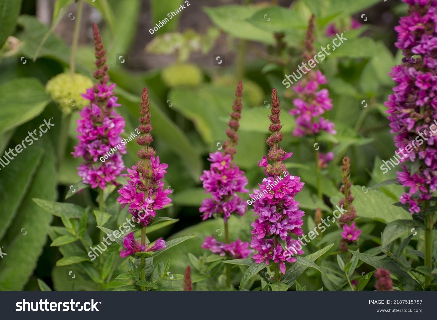 Purple Toadflax Linaria Purpurea Tall Purple Stock Photo 2187515757 ...