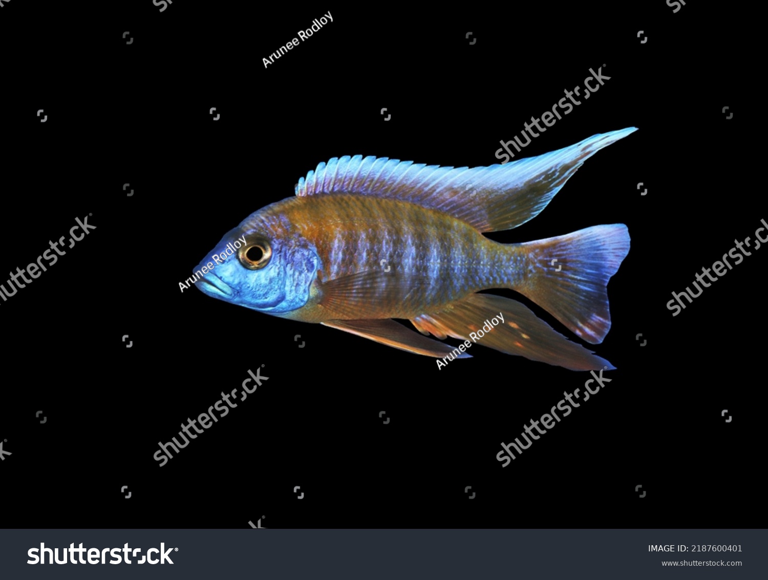 African Cichlid On Isolated Black Background Stock Photo 2187600401 ...