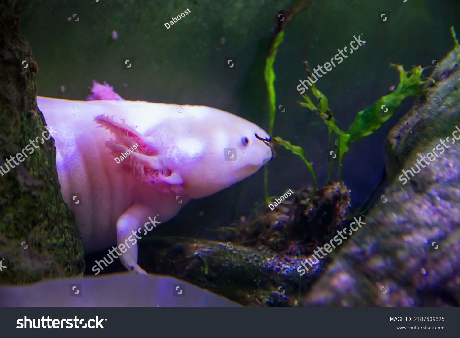 Axolotl Swimming River Closeup View Stock Photo 2187609825 Shutterstock