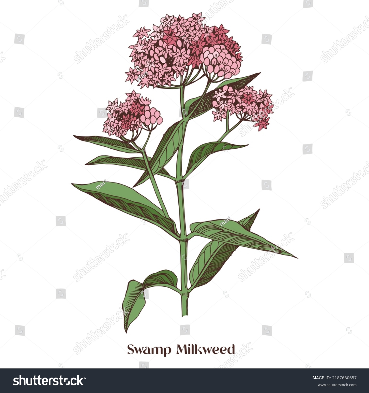 Swamp Milkweed Wildflower Medicinal Plant Stock Vector (Royalty Free