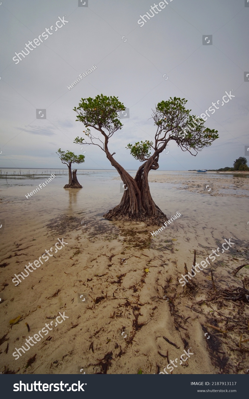 Dancing Mangrove Trees Icons Walakiri Beach Stock Photo 2187913117 ...