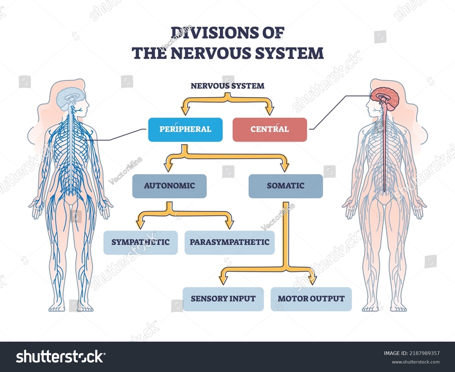 Divisions Peripheral Central Nervous System Anatomy Stock Vector ...