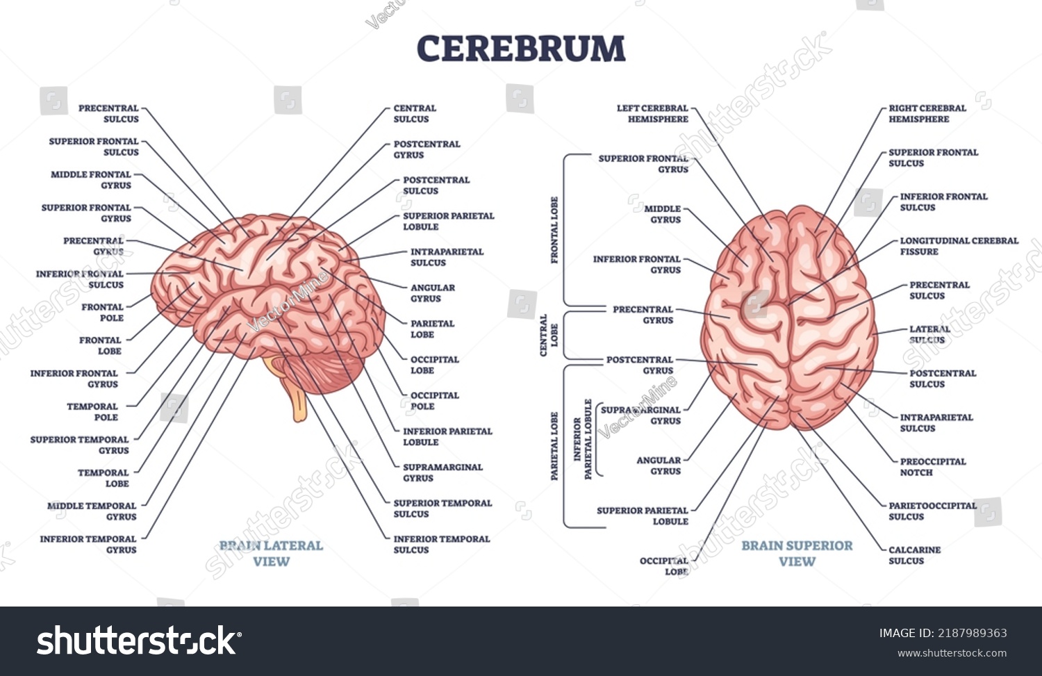 Cerebrum Structure Human Brain Sections Parts Stock Vector (Royalty ...