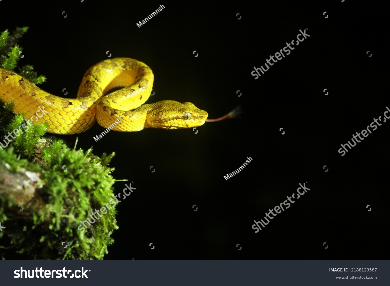 Malabar Pit Viper Craspedocephalus Malabaricus Craspedocephalus Stock ...