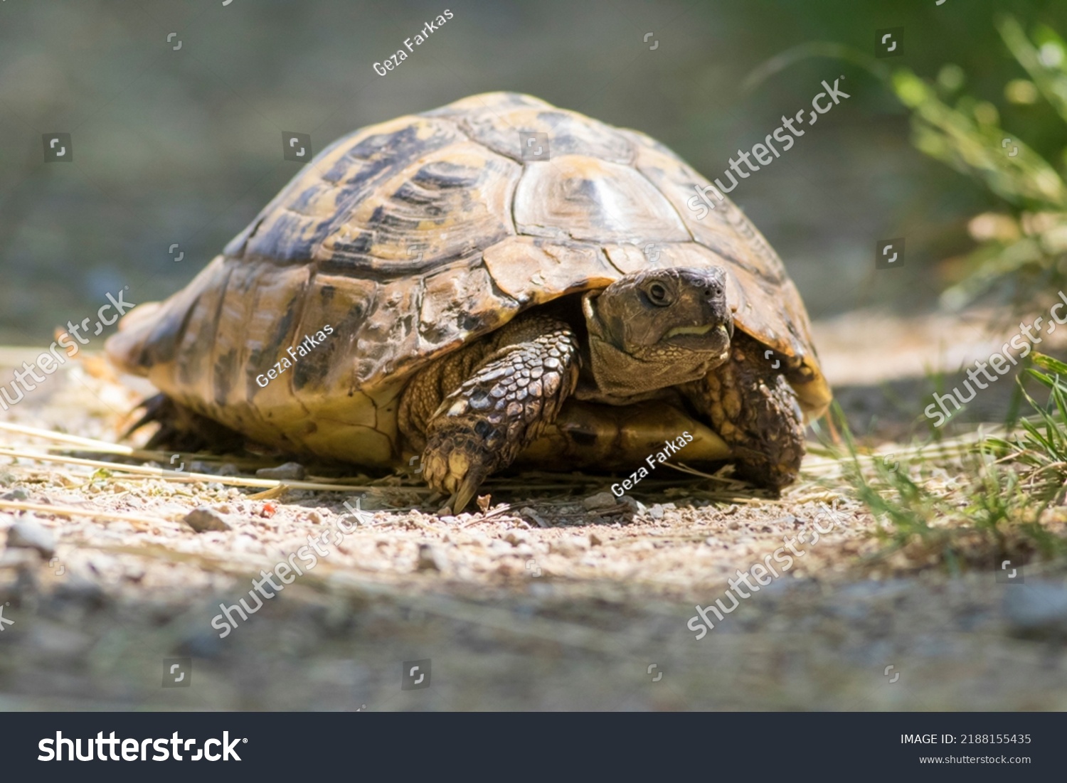 Big Old Hermans Turtle Testudo Hermanni Stock Photo 2188155435 ...