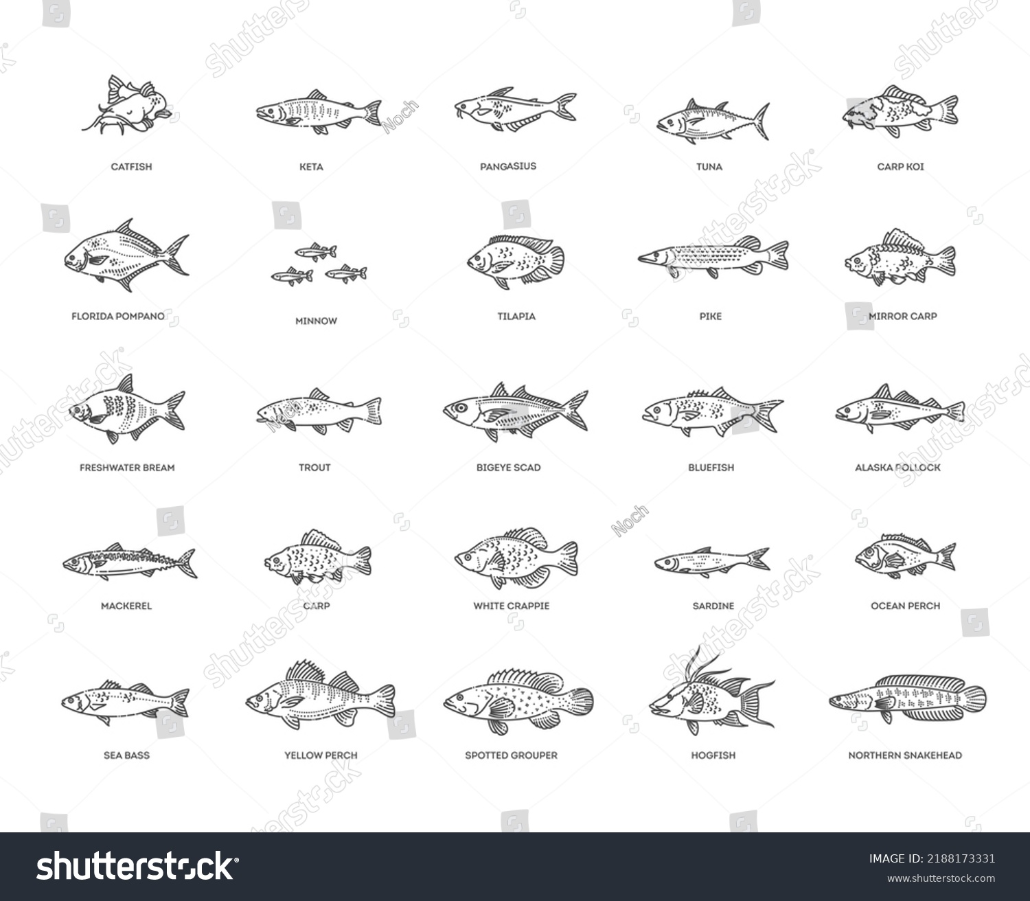 Types Marine Ocean Fish Freshwater Fish Stock Vector (Royalty Free ...