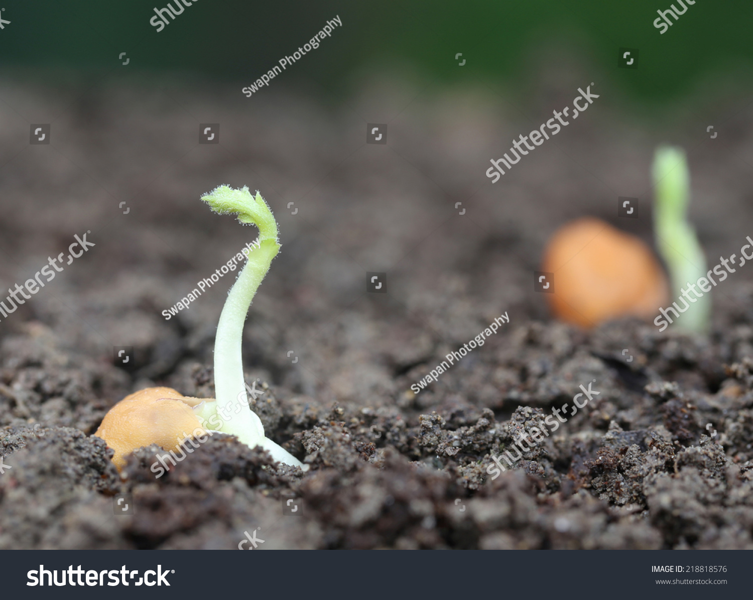 Chickpea Seedling Fertile Soil Stock Photo 218818576 | Shutterstock