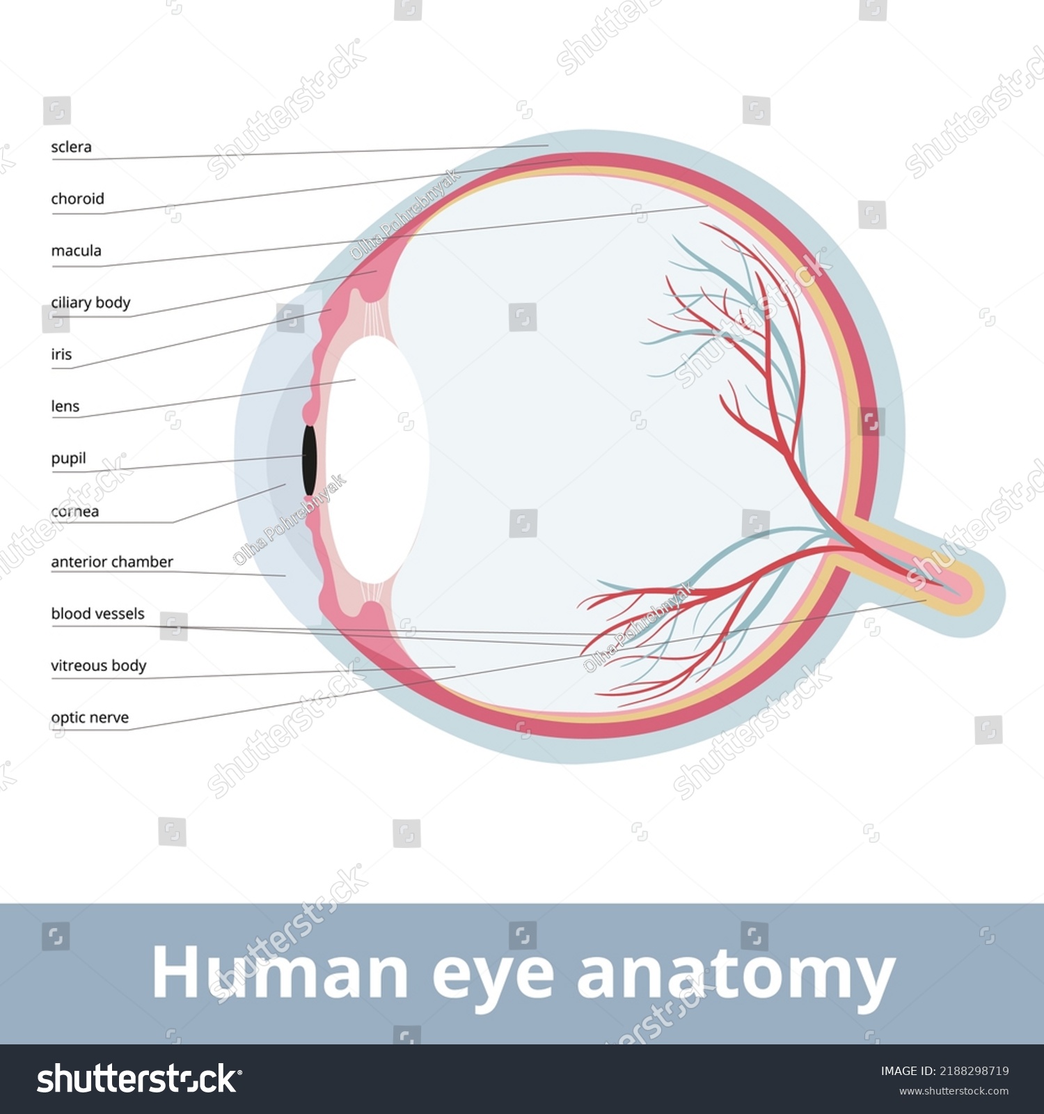 Human Eye Anatomy Crosssection Human Eye Stock Vector Royalty Free 2188298719 Shutterstock