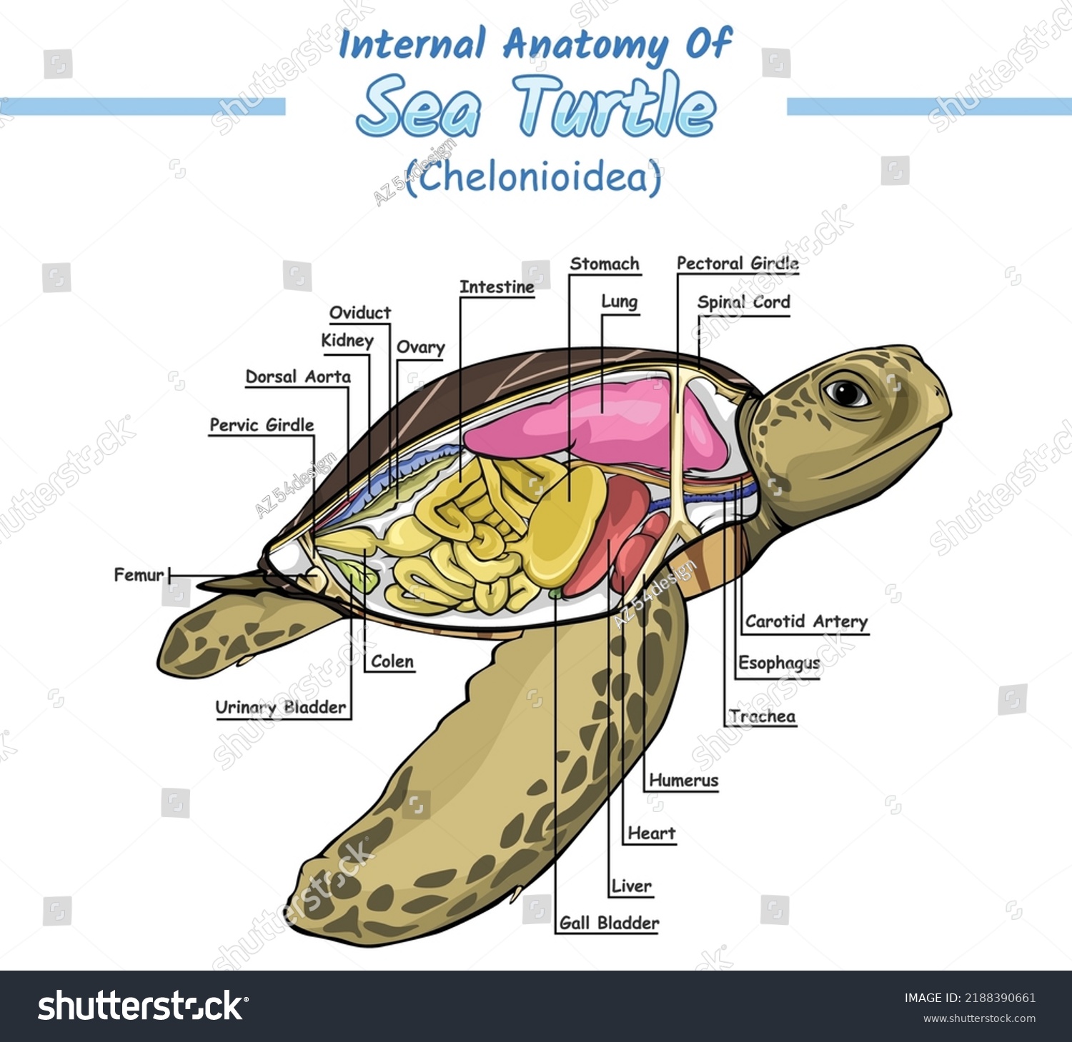 Internal Anatomy Sea Turtle Illustration Vector Stock Vector (Royalty ...