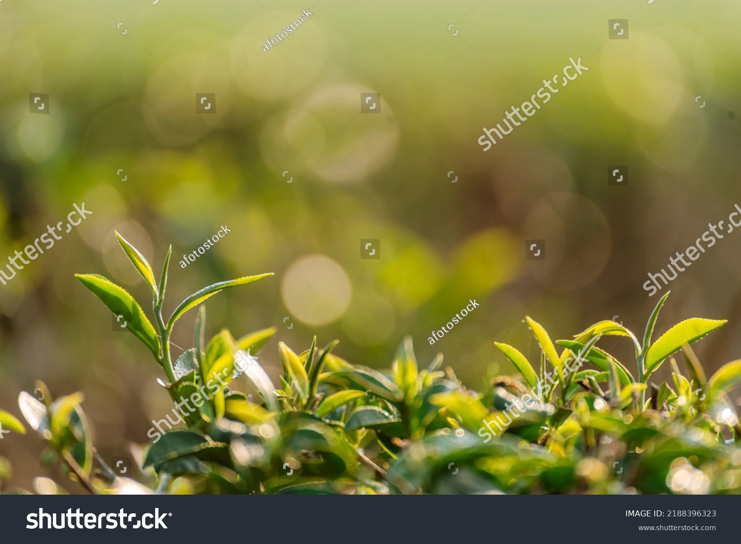 green-tea-tree-leaves-field-young-stock-photo-2188396323-shutterstock