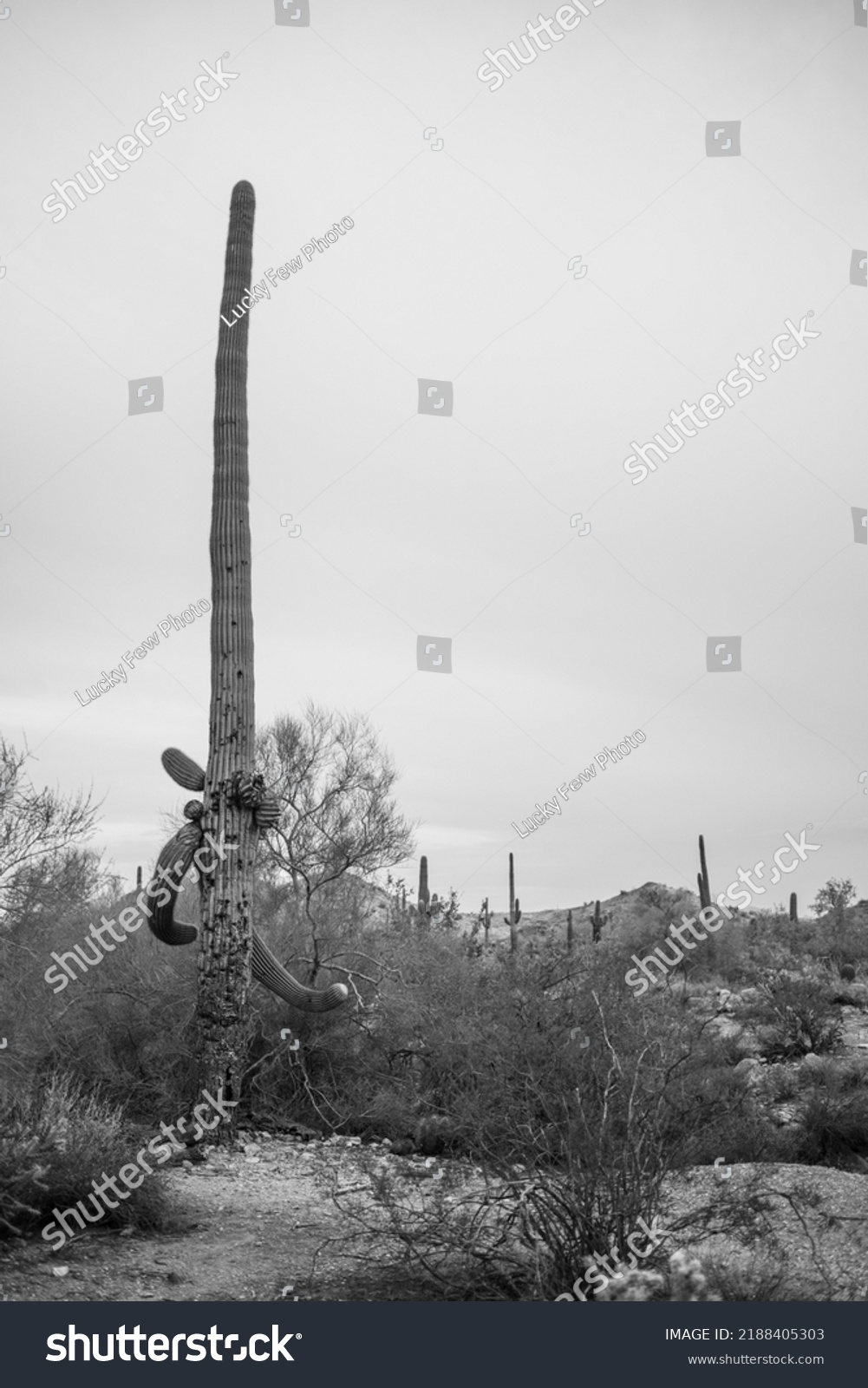 Extremely Tall Cactus Arms Branches Posed Stock Photo 2188405303 