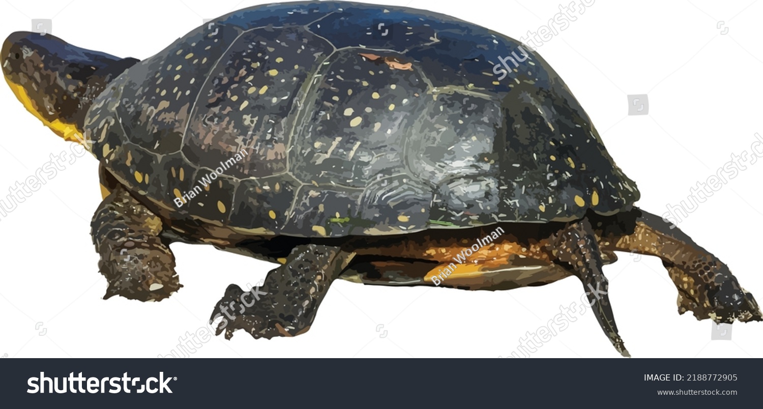 Walking Blandings Turtle Cut Out Isolated Stock Vector (Royalty Free ...