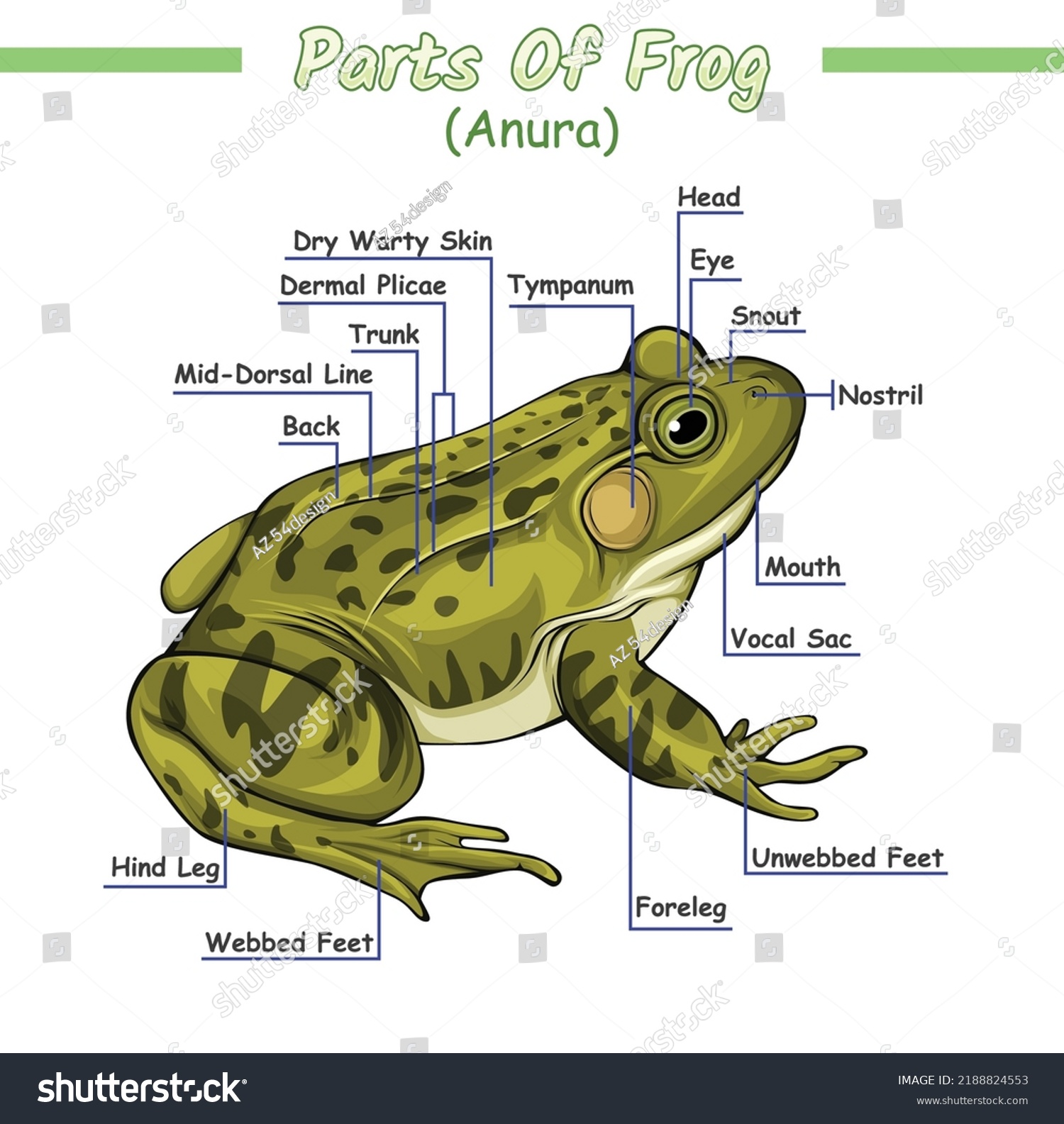 Parts Frog Illustration Vector File Easy Stock Vector (Royalty Free ...